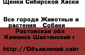 Щенки Сибирской Хаски - Все города Животные и растения » Собаки   . Ростовская обл.,Каменск-Шахтинский г.